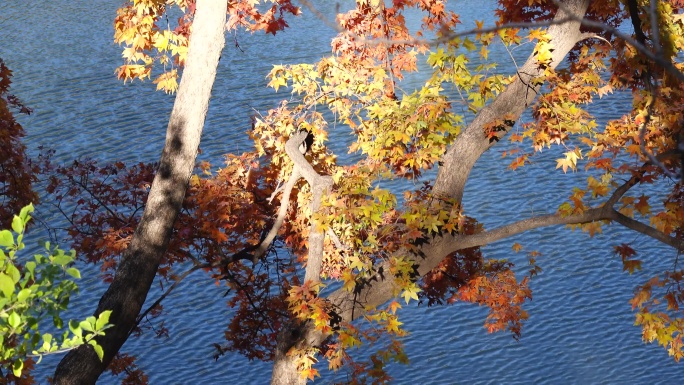 颐和园湖上的树叶光影交错空镜头