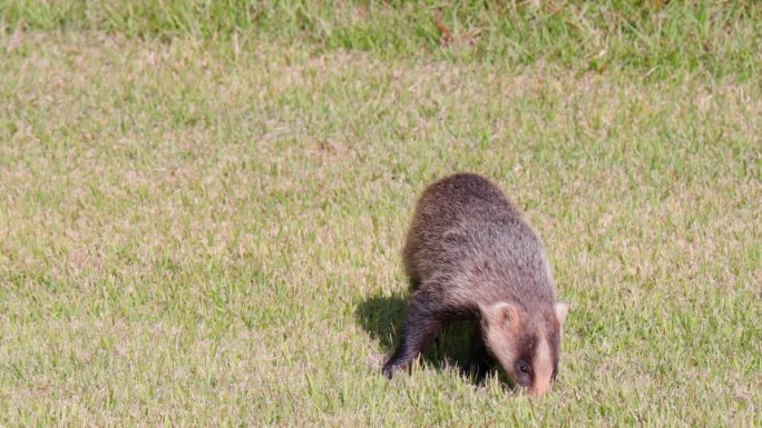 日本獾在草坪上寻找食物