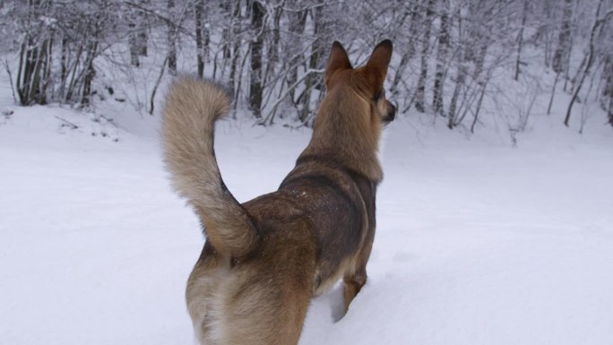 兴奋的小狗环顾四周的雪景，然后跳进厚厚的雪