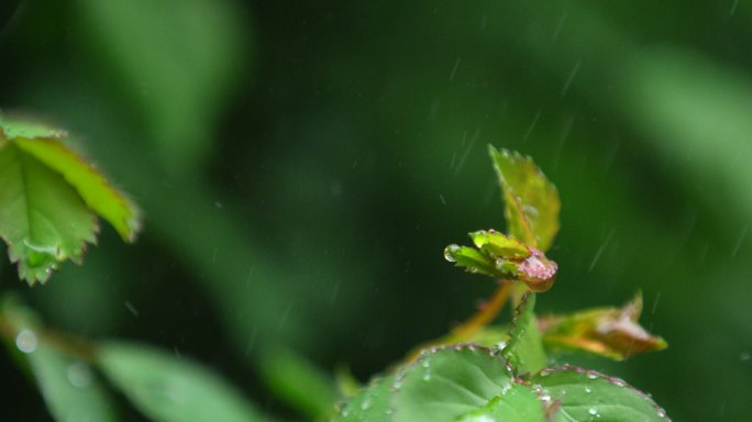 月季 绿叶 细雨 2