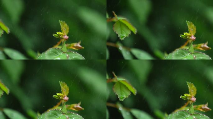 月季 绿叶 细雨 2