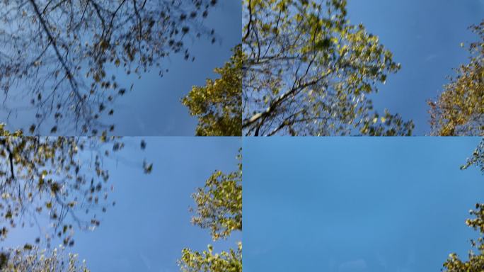 树叶天空空镜