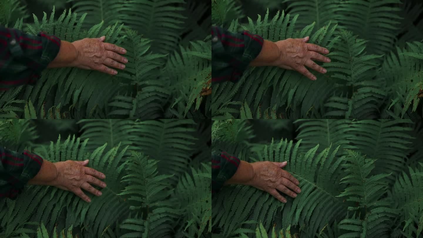 探险者在丛林中寻找正确的方向。女性的手抚摸着植物，蕨类植物的叶子用优雅的长手指轻轻地。