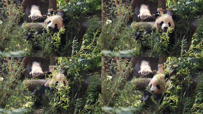 杭州动物园大熊猫春生吃竹子8K实拍