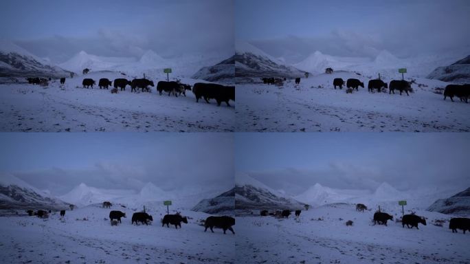 西藏那曲 萨普冰川山下的藏民放牧牦牛