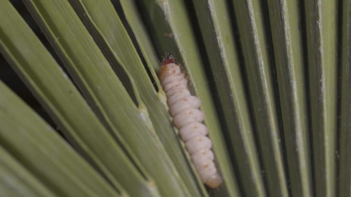 棕榈螟蝴蝶蠕虫在棕榈树叶子上的微距镜头