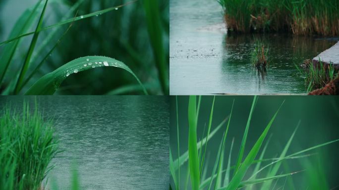 湖面雨滴水边芦苇水珠湿地公园雨季阴雨天