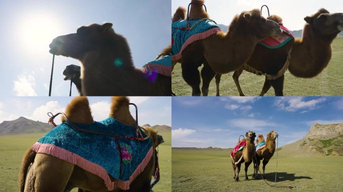 大草原骆驼行走骑骆驼的人精选素材4k