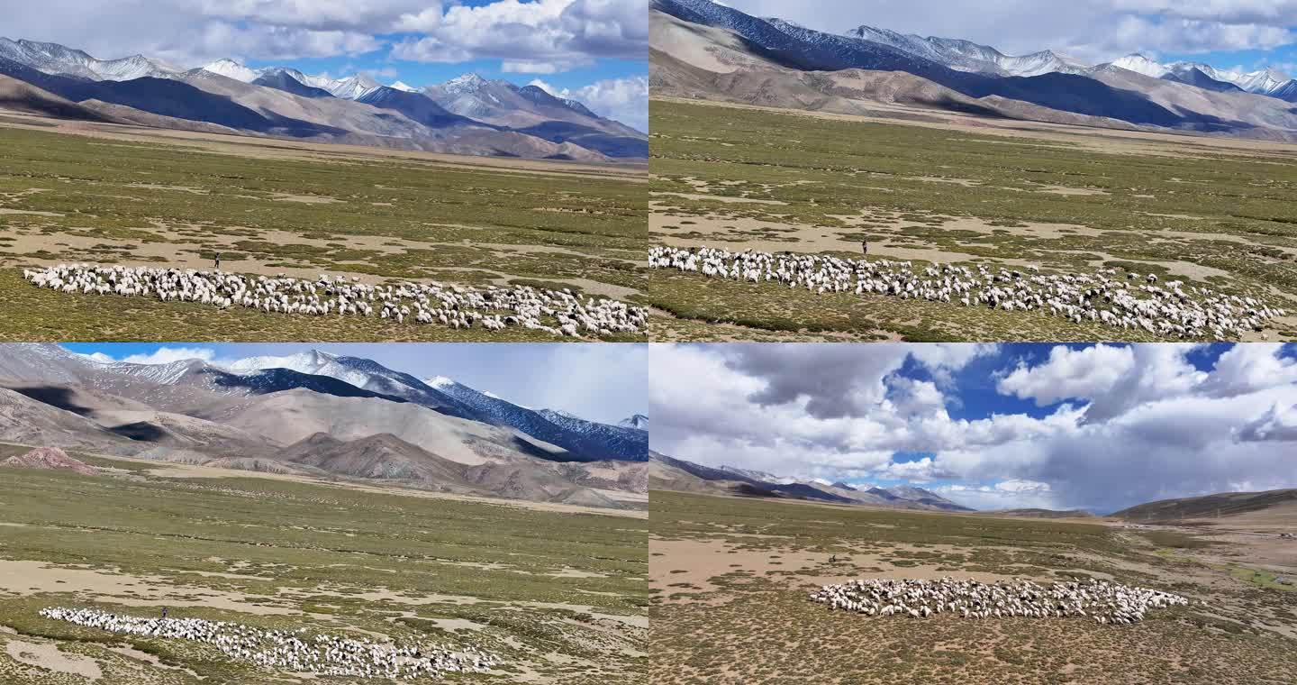 延时航拍西藏冈底斯山脉放牧风光