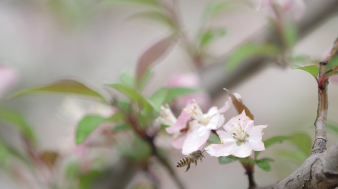 蜜蜂 海棠 绿叶 2