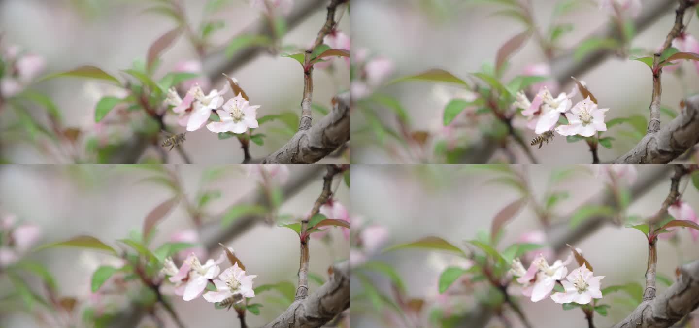 蜜蜂 海棠 绿叶 2