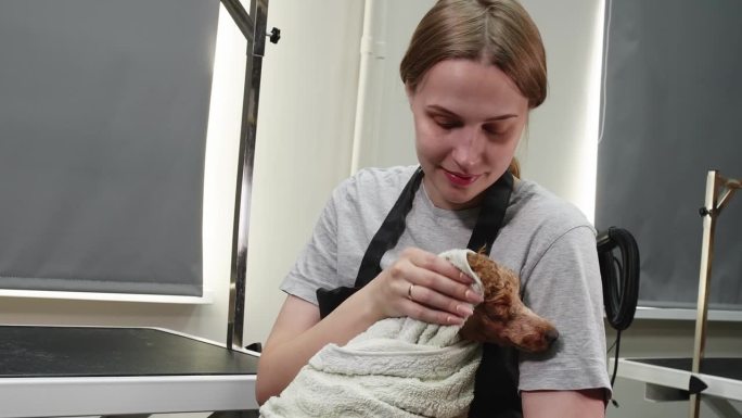 美容师在水疗中心洗澡后擦拭可爱的湿狮子狗