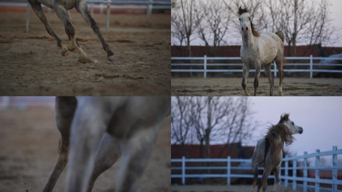 高清素材农业养殖马场白色的马在马场奔跑