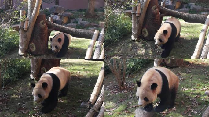大熊猫玩耍慢镜头