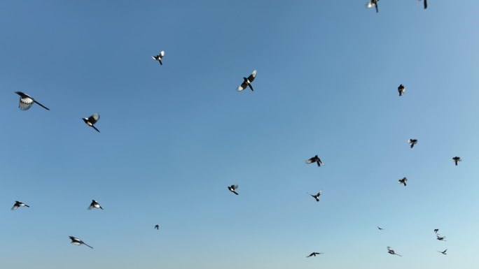 蓝色天空中成群喜鹊迎风飞舞