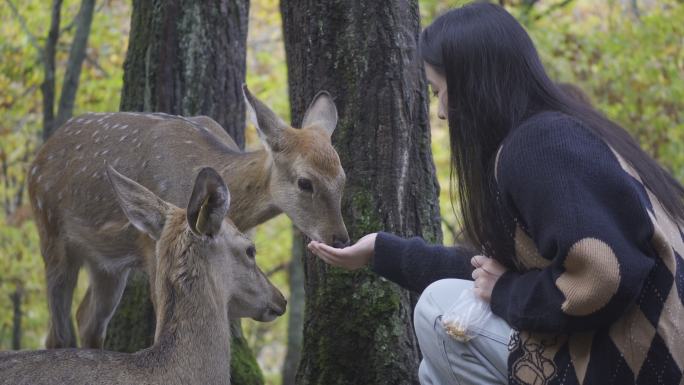 一个女人喂食小鹿