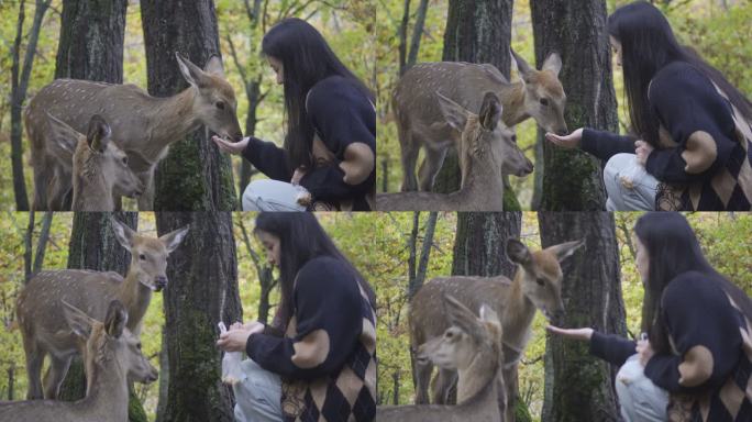 一个女人喂食小鹿