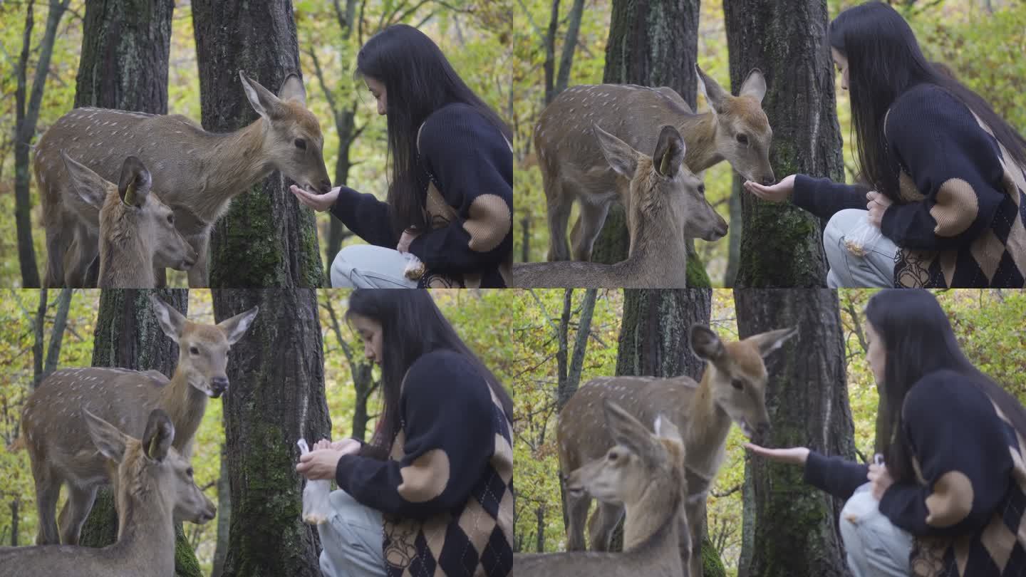 一个女人喂食小鹿