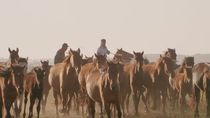 内蒙古草原上奔驰的骏马