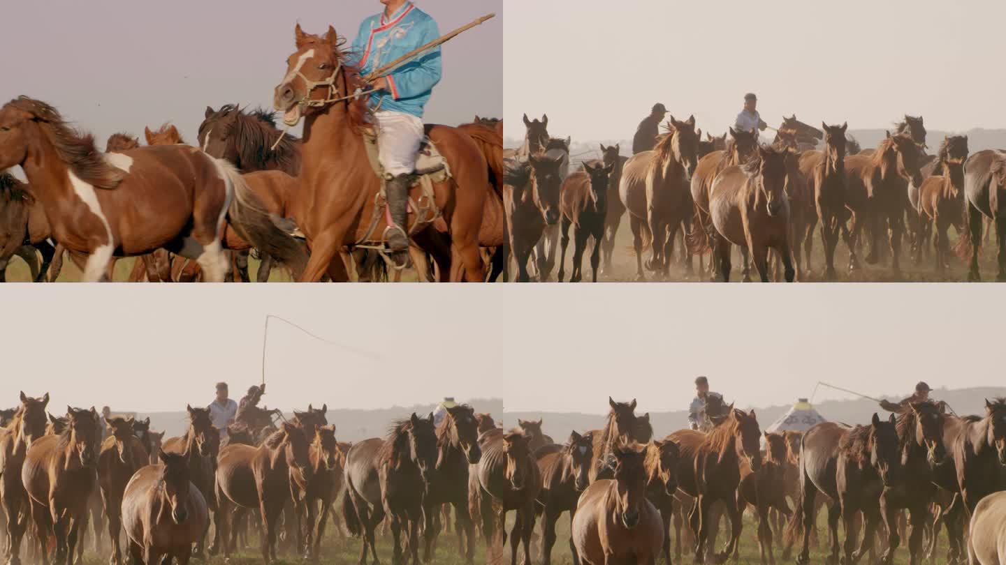 内蒙古草原上奔驰的骏马