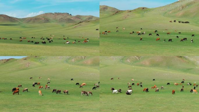 新疆草原牛群羊群马群航拍大自然动物放牧