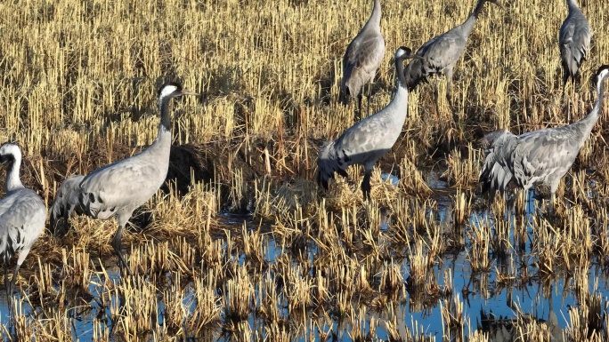 迁徙湿地过冬的灰鹤