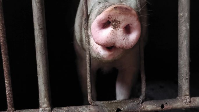 农场养猪圈猪头特写猪头肉鼻子动物养猪户