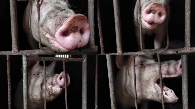 农场养猪圈猪头特写猪头肉鼻子动物养猪户