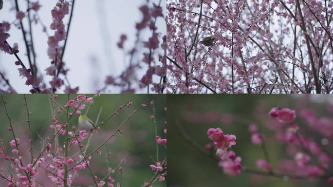 桃花 鸟语花香 绣眼鸟 花鸟争春 升格