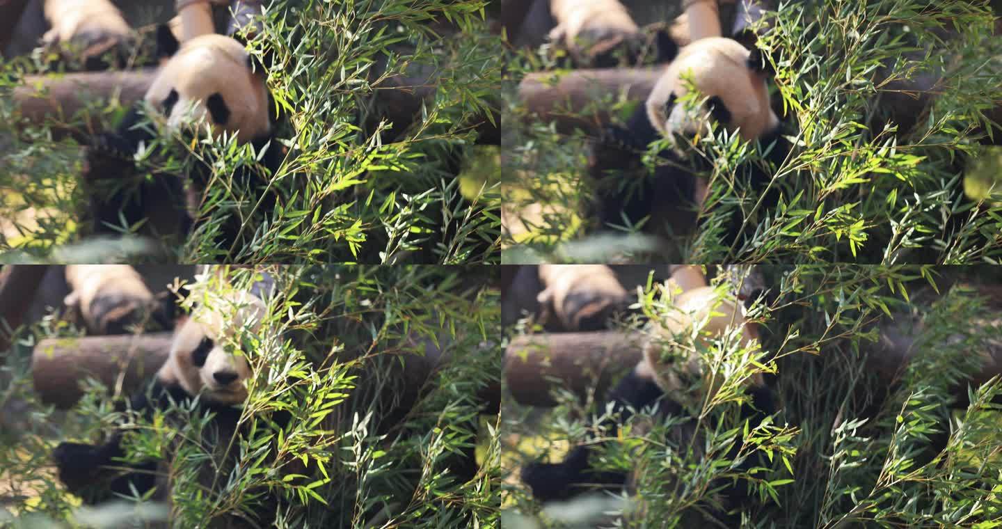 杭州动物园大熊猫吃竹子8K实拍