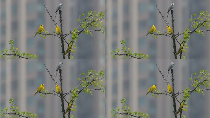 树枝上的黄鹂鸟6K原始素材