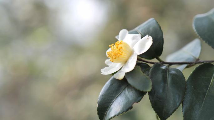 野山茶花素材