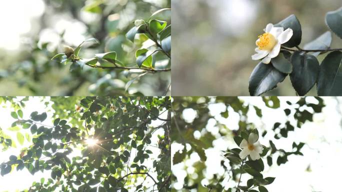 野山茶花素材