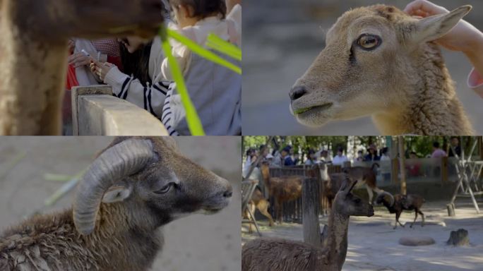 2023广州动物园游览羊驼