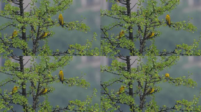 银杏树上的黄鹂鸟6K原始素材