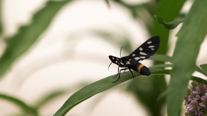 九斑蛾或黄带蛾(Amata phegea原名Syntomis phegea)是虎蛾科的一种蛾。