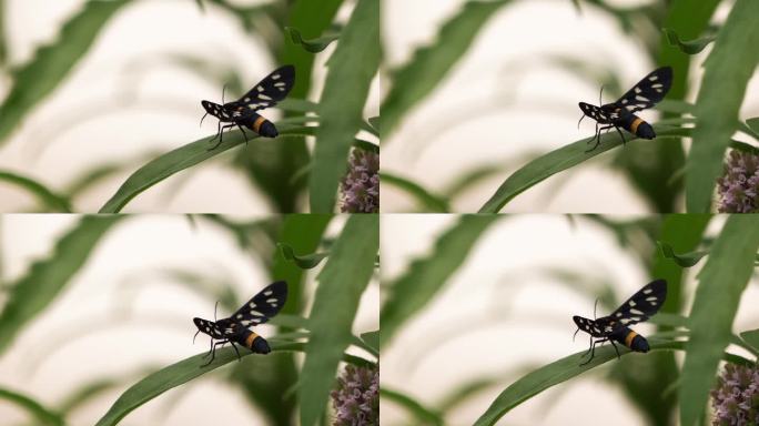 九斑蛾或黄带蛾(Amata phegea原名Syntomis phegea)是虎蛾科的一种蛾。