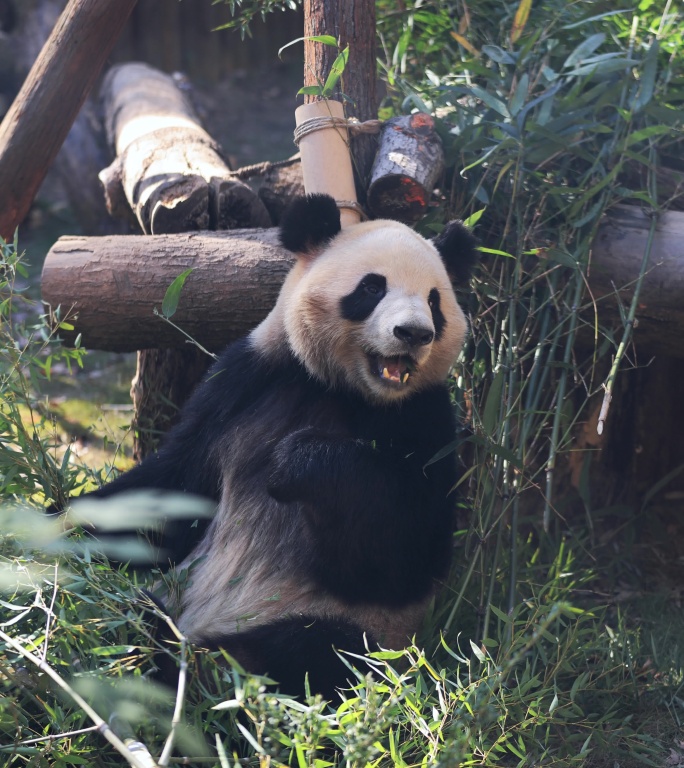 大熊猫吃竹子8K竖屏实拍