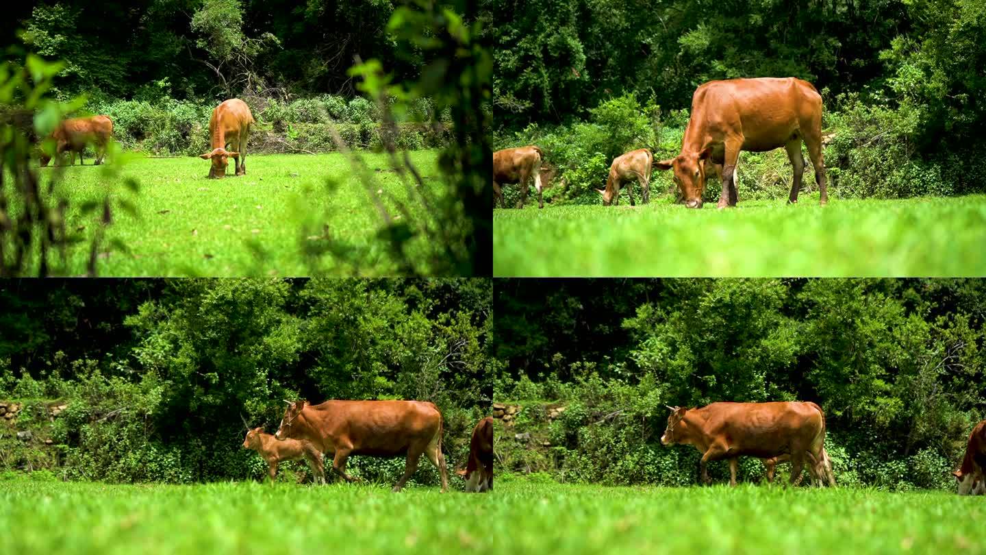 树林里牛群吃草动物升格视频