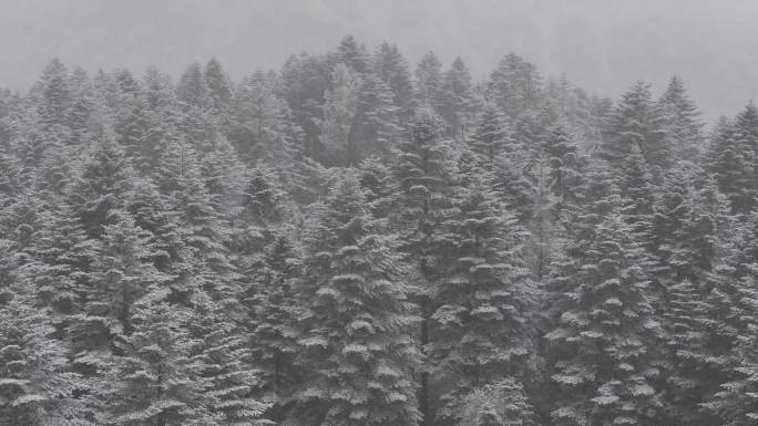 大瓦山森林下雪冬季氛围风景航拍