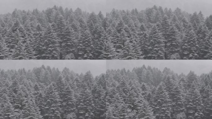 大瓦山森林下雪冬季氛围风景航拍