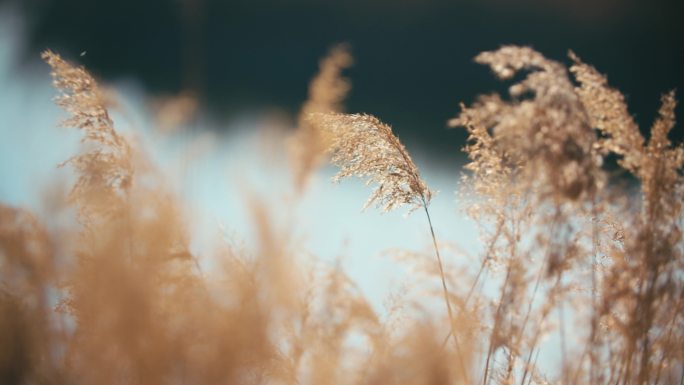 秋天水边芦花芦苇风中摇摆