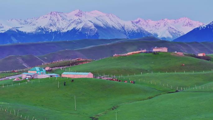 新疆雪山下的天然牧场