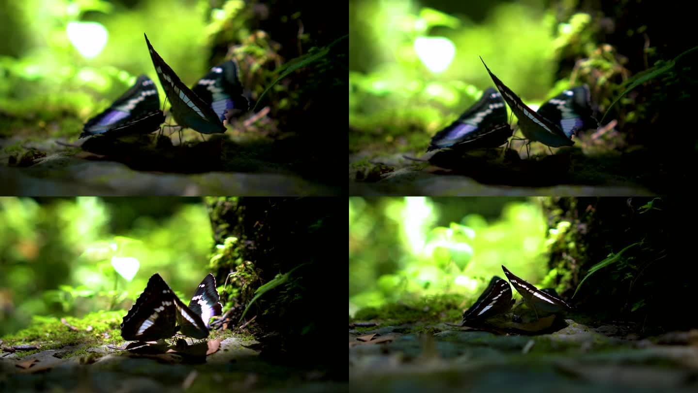 两只蝴蝶特写微距镜头蝴蝶飞走森林昆虫