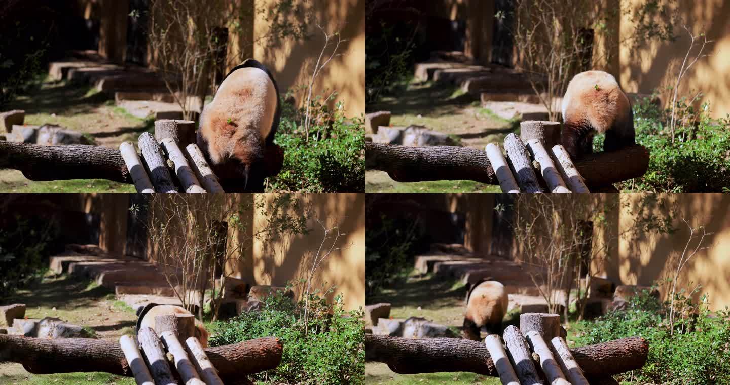 国宝大熊猫8K实拍