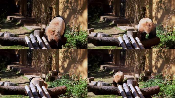 国宝大熊猫8K实拍