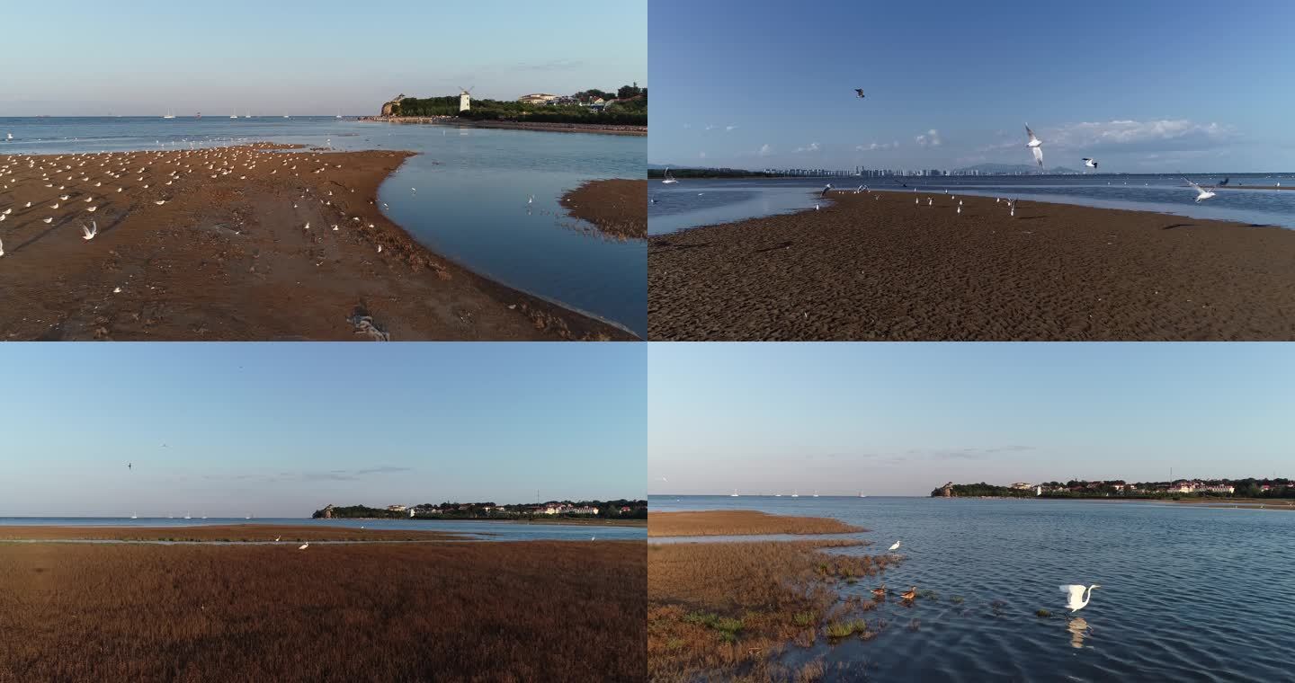 鸽子窝 湿地 鸟 秦皇岛 北戴河 海边