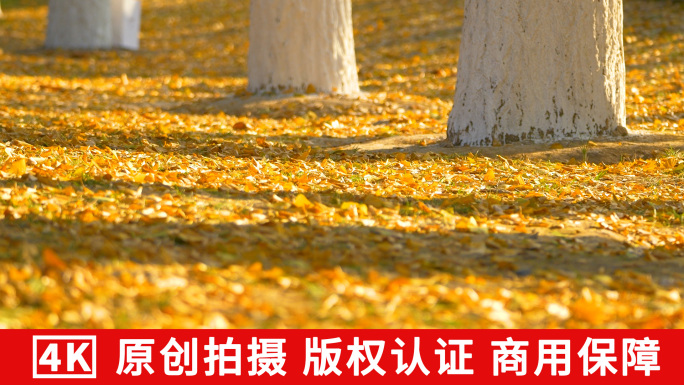 秋天银杏树叶唯美空镜