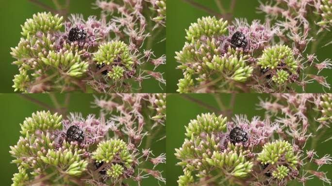 有白色斑点的黑甲虫在一朵粉红色的花上觅食