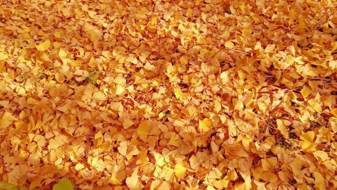 金色的秋天金黄色的银杏叶